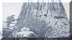 big tree art.jpg